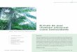 el fruto de asaí Euterpe oleracea como antioxidante · 150 Revista de Fitoterapia 2012; 12 (2): 149-157 introducción El asaí (Euterpe oleracea Mart.) es una palmera monoica perteneciente