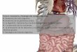 Tema 3.-Anatomía y fisiología del sistema digestivo A ... · El aparato digestivo está sometido a los grandes tipos de enfermedades: ... BOCA: caries dental Anatomía y fisiología