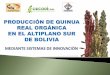 MEDIANTE SISTEMAS DE INNOVACIÓN - quinua.pequinua.pe/wp-content/uploads/2016/06/quinua-real-produccion-quinua... · Único alimento vegetal que posee proteínas de calidad, ... AREA
