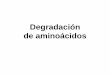Degradación de aminoácidos - depa.fquim.unam.mxdepa.fquim.unam.mx/amyd/archivero/11.0DEGRADACIONDEA.A... · Transaminación y el ciclo de la urea La aspartato aminotransferasa tiene