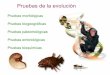 Pruebas de la evolución - bioagus.files.wordpress.com · ANATOMIA COMPARADA se estudian las semejanzas y diferencias entre órganos de diversas especies. ... transicional entre reptiles