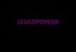 LEUCOPOYESIS - saracbtis.webcindario.com · hemocitoblastos del tejido linfoide, aunque algunos se desarrollan a partir de la medula ósea. Proceso de formación y desarrollo de los
