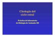 Citología del ciclo estral - biologia.fciencias.unam.mxbiologia.fciencias.unam.mx/bioanim3/CicloEstralRataPerro.pdf · – Inferencias sobre el metabolismo hormonal (ovárico) –