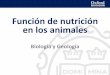 Función de nutrición en los animales - ieslasencinas.orgieslasencinas.org/.../14_presentacion_funcion_nutricion_animales.pdf · La función de nutrición en los animales Función