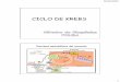 CICLO DE KREBS - Facultad de Odontologia - UBAodon.uba.ar/uacad/bioquimica/docs/clase13ciclodekreb2012.pdf · 2014-08-08 · y del grupo Hemo Oxalacetato Síntesis de aac, de pirimidinas