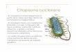 CLASE 7e CitoplasmaBacteriano - depa.fquim.unam.mxdepa.fquim.unam.mx/amyd/.../7eCitoplasmaBacteriano... · reproducción de la bacteria. Algunos de ellos contienen genes que proporcionan