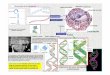 Localización - Computational Systems Biologycsbg.cnb.csic.es/cursos/Complutense/Complutense2007/pages/01... · una bacteria dividiéndose Bidireccional bidireccional unidireccional