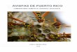AVISPAS DE PUERTO RICO - edicionesdigitales.infoedicionesdigitales.info/biblioteca/avispaspr.pdf · abejas sociales, en las avispas ... solo producen semillas viables si avispillas