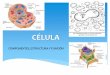 CÉLULA - sgcciencias.files.wordpress.com · 1.- Todos los organismos están formados por una o más células. (Schleiden y Schwann) 2.- Toda célula proviene de otra célula preexistente