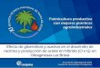 Presentación de PowerPoint - Cenipalma · Alta incidencia de la Pudrición del Cogollo en Puerto Wilches Fuente: Fedepalma, ... el peso promedio y el contenido total de aceite en