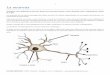 La neurona · A medida que el impulso ... Es decir que el impulso ... o bien entre una neurona y una célula muscular o glandular. La neurona que transmite la 