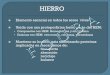 METABOLISMO DEL HIERRO Generalidades - Facultad de … corporales CT6.pdf · Mantiene su homeostasia sintetizando proteinas implicadas en mecanismos de: transporte absorción reciclaje