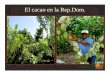 El cacao en la Rep.Dom. - icco.org · Manejo PostCosecha: 1. Establecimiento de un Plan de Acopio: Equipo de técnicos, Entrenamientos (productor, técnicos y obreros), diagnosticar