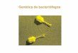 Genética de bacteriófagos - pccgenfq.files.wordpress.com · Genética bacteriana E. coli. Prototróﬁco : Son bacterias silvestres que pueden crecer en medios mínimos (sales inorgánicas,