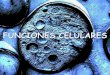 FUNCIONES CELULARES - …iespoetaclaudio.centros.educa.jcyl.es/sitio/upload/funciones... · Todas las células realizan algún tipo de catabolismo oxidativo: respiración celular,