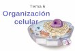 Tema 6 Organización celular - naturacascales.weebly.comnaturacascales.weebly.com/uploads/2/5/4/9/25496935/tema_6._organiz... · Hay dos grandes modelos de organización celular en