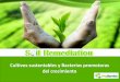S il Remediation - City Service€¦ · En la rizósfera relaciones simbióticas mutualistas entre microorganismos y plantas debido a la exudación de nutrimentos orgánicos útiles