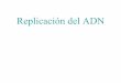 Replicación del ADN - biolmol.fcien.edu.uybiolmol.fcien.edu.uy/materiales/Replicacion_del_ADN.pdf · •a) Una vez que la replicación comienza, todo el ADN es replicado. • b)