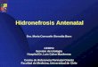 Hidronefrosis Antenatal - CERPO · Hidronefrosis Antenatal •La dilatación de la vía urinaria es un proceso dinámico que fluctúa en el tiempo. •La correlación entre los hallazgos