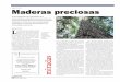 SER VIVO Maderas preciosas - gaceta.udg.mxgaceta.udg.mx/Hemeroteca/paginas/710/G710_COT 8.pdf · 8 lunes 23 de julio de 2012 SER VIVO Maderas preciosas Una investigación de especialistas