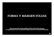 FORMA Y MARGEN FOLIAR - botanicarum.weebly.com · términos que se utilizan para describir, de la ... •OBLONGA • En forma de óvalo alargado ... • Una hoja que no es plana;