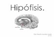 Hipófisis. · Definición: La hipófisis o glándula pituitaria es un glándula que está conectada al hipotálamo. Controla el desarrollo del cuerpo, el funcionamiento de órganos
