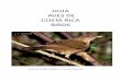 AVES DE COSTA RICA BIRDS guia [Modo de …galeon.com/historianatural/aves.pdf · insectos, pequeños reptiles, huevos de aves y otras presas pequeñas. Los trogones o quetzal macho