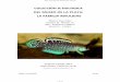 COLECCIÓN ICTIOLÓGICA DEL MUSEO DE LA …€¦ · División Zoología Vertebrados, Museo de La Plata, ... este diversificado grupo de peces ... El ciclo de los ambientes temporarios
