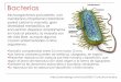 Bacterias - depa.fquim.unam.mxdepa.fquim.unam.mx/amyd/archivero/U6_BacteriasA_20346.pdf · Bacterias Microorganismos procariotes, con membrana citoplásmica bilaminar, pared celular