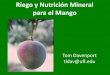 Riego y Nutrición Mineral para el Mango y Nutricion Mineral para el... · FOTOASIMILADOS FRUTA GIBERELINAS A 3 A x AUXINAS VÁSTAGO VEGETATIVO VÁSTAGO ... En caso de ocurrir dos