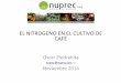 EL NITROGENO EN EL CULTIVO DE CAFÉnuprec.com/Nuprec_Sp_archivos/CAFE/CAFETO_archivos/Literatura Ca… · formas de nitrogeno urea, amoniacal, nitrico, sulfato ... cuanto nitrogeno