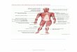 PRINCIPALES MÚSCULOS ESQUELÉTICOS - …centros5.pntic.mec.es/.../principalesmusculosesqueleticos.pdf · ! 3" "Anatomía Aplicada !! ! 1. MÚSCULOS DE LA CABEZA " " " " Se encargan