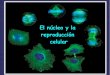 El núcleo y la reproducción celular - centros.edu.xunta.escentros.edu.xunta.es/iesastelleiras/depart/bioxeo/lgazon/presen/... · contienen los genes ribosomales PROTEÍNAS RIBOSOMALES: