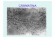 CROMATINA - zoologiageneral.com.arzoologiageneral.com.ar/datos/TEORICOS/T5.pdf · La Meiosis consiste en dos divisiones nucleares, que reducen a haploide el número cromosómico