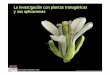La investigación con plantas transgénicas y sus …gestiondgmejora.educa.madrid.org/_documentos/biologia/2011/Cri... · 2 divisiones nucleares 3 divisiones nucleares Seed Embryogenesis