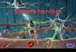 Presentación de PowerPoint - Filomanuélicos · -Las sinapsis se establecen normalmente entre la parte terminal de un axón y el cuerpo o las dendritas de otra neurona