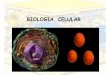 BIOLOGIA CELULAR - jlmateos.files.wordpress.com · biologia celular. organelos membranosos 1. nucleo 2. membrana plasmatica 3. reticulos 4. lisosomas 5. peroxisomas 6. mitocondrias