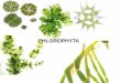 Presentación de PowerPoint - Cofes · Características generales de Chlorophyta • Importantes productores de biomasa en los sistemas de agua dulce tanto en sus formas planctónicas