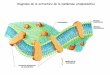 Diagrama de la estructura de la membrana citoplasmática · Al facilitar la comunicación celular, la membrana ... Comparación entre la cinética de difusión simple y la cinética