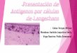 Cobos Vargas Mirian Mendoza Iturbide Jaqueline Emily … · Las células dendríticas (DC) inmaduras de la piel {células de Langerhans) o de la dermis (DC dérmicas) capturan antígenos