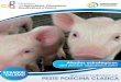 RECONOCIENDO LA PESTE PORCINA CLASICA · DAD su reproducción por parte de FAO a través del “Proyecto Foralecimiento subregional al control de la Peste porcina clásica en los