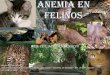 AnemiA en Felinos - vetcomunicaciones.com.arvetcomunicaciones.com.ar/uploadsarchivos/anemia... · ANEMIA REGENERATIVA Proteínas Totales - Normal o Elevada - Reducida ... Control