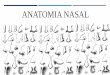 ANATOMIA NASAL - sborl.essborl.es/wp-content/uploads/2018/03/ANATOMIA-NASAL.pdf · ANATOMIA NASAL ANATOMIA NASAL. EXTERNA •PIEL •TEJIDO SUBCUTANEO •ESTRUCTURA •Ósea •Cartilaginosa