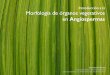 Introducción a la Morfología de órganos vegetativos en ... · Morfología de órganos vegetativos en Angiospermas Mauricio Bonifacino Laboratorio de Botánica | Facultad de Agronomía