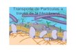 TRANSPORTE DE PART CULAS A TRAV S DE LA MEMBRANA ) · transporte activo es la bomba de sodio y potasio el cual existe en casi todas las células animales. Transporte Activo cont