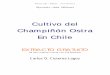 Cultivo del Champiñón Ostra En Chile - biomicel.com · Micotec Ltda. – Editores 4 El champiñón ostra es un hongo que fructifica formando grupos de carpóforos sobre el sustrato