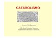 CATABOLISMO - aloxamento de páxinas webcentros.edu.xunta.es/iesoteropedrayo.ourense/dptos/bio/Programa... · Globalmente son procesos de oxidaciónnos que ... O piruvato que se obtén