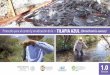 Protocolo para el control y erradicación de la Tilapia ...€¦ · 1 TILAPIA AZUL Presentación (Oreochromis aureos) PRESENTACIÓN A fin de optimizar los esfuerzos para reducir los