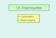 Espiroquetas - jamontaraz.files.wordpress.com · • Familia: Spirochaetaceae • Género: Brachyspira. Brachyspira • La especie de interés veterinario es B. hyodysenteriae; 