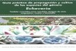 Guía práctica de propagación y cultivo Echeveria - gob.mx · Manual de Propagación de Echeverias Ambientales ... en floricultura. En los últimos años las especies del género